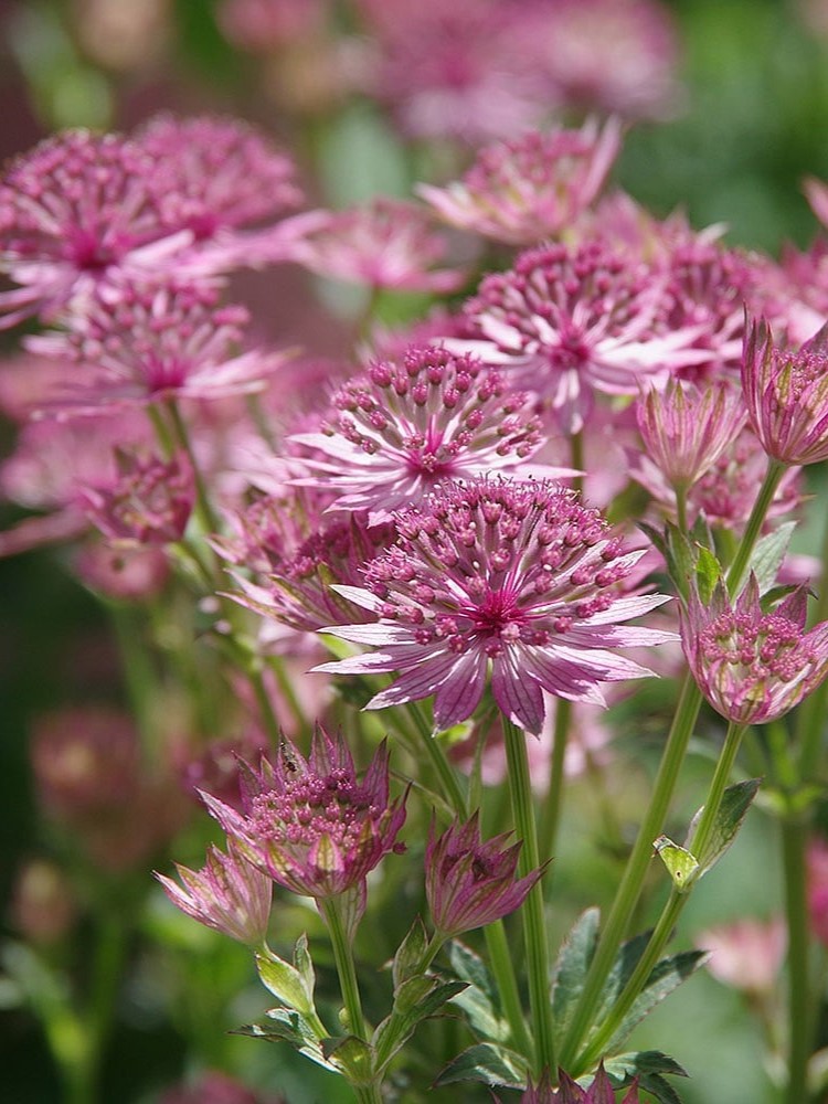 楽天市場】斑入り葉アストランチア スターオブマジック 3.5号苗