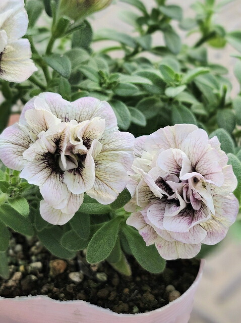 ヨコヅナです♪2点セット！ネペンテス2鉢ペチュニア8鉢　シェイク　苗　苗木 花苗 夏 セット 12ポット＋寄せ植えセット おしゃれな寄せ植えが