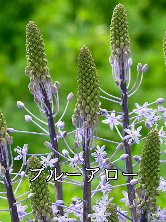 asakombu トリトマ苗 シラーブルーアロー 球根 フリチラリア球根 楽天市場】秋植え球根 フリチラリア オーロラ 球根 1球 春が