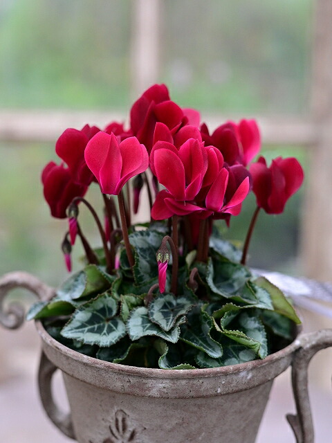 楽天市場】希少！「斑入り」のガーデンシクラメン葉に模様があるから