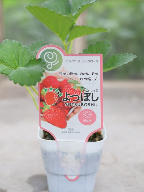 楽天市場】イチゴ・紅ほっぺ3.5号苗 いちご 苺 数量限定の