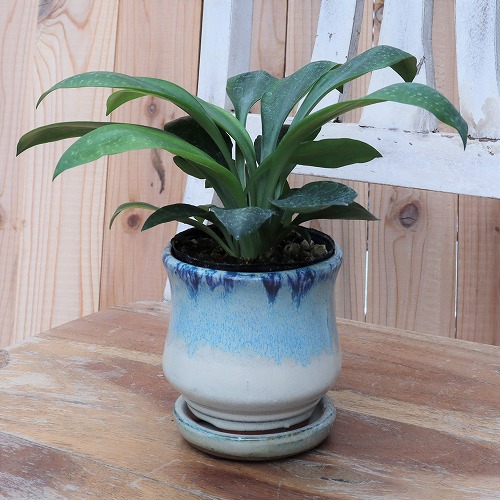 楽天市場】綱木紋(つなきもん) 鉢【Sスリット】(ギャザリング/寄せ植え