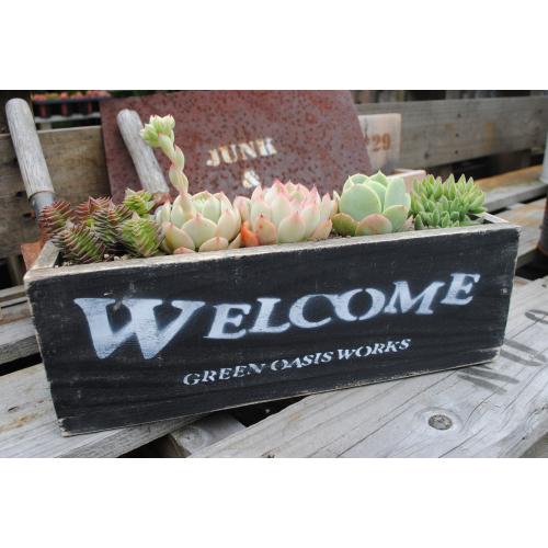 楽天市場 多肉植物寄せ植えjunkな木箱の多肉 L Wel Bk 当店オリジナル Green Oasis 楽天市場店