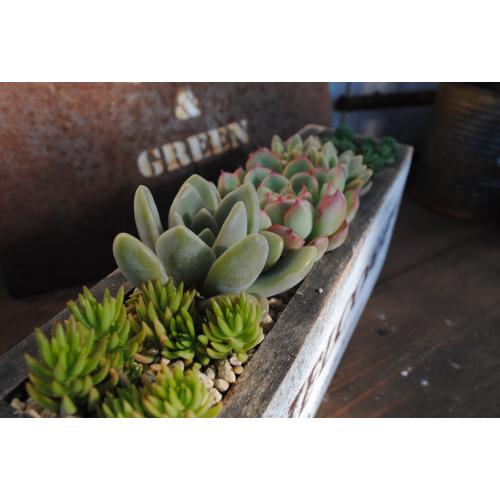 多肉植物寄せ植えjunkな木箱の多肉 L Wel Wh 当店オリジナル Educaps Com Br