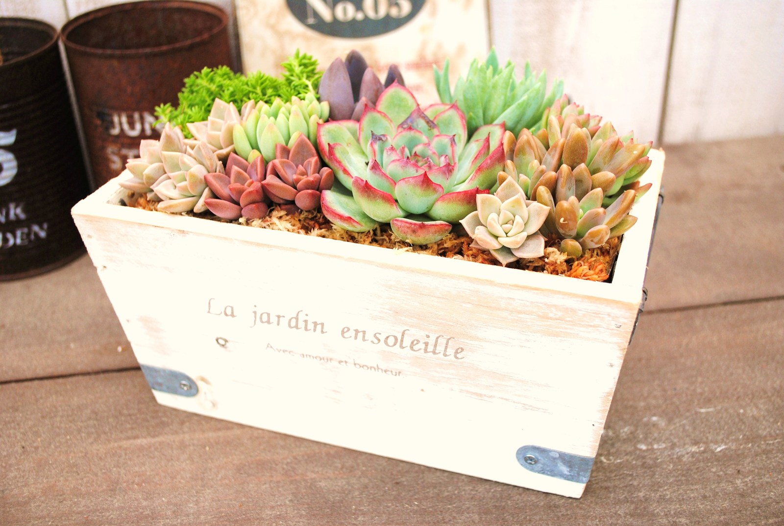 楽天市場 多肉植物寄せ植えアンティーク木箱の多肉 Ll Anq Green Oasis 楽天市場店