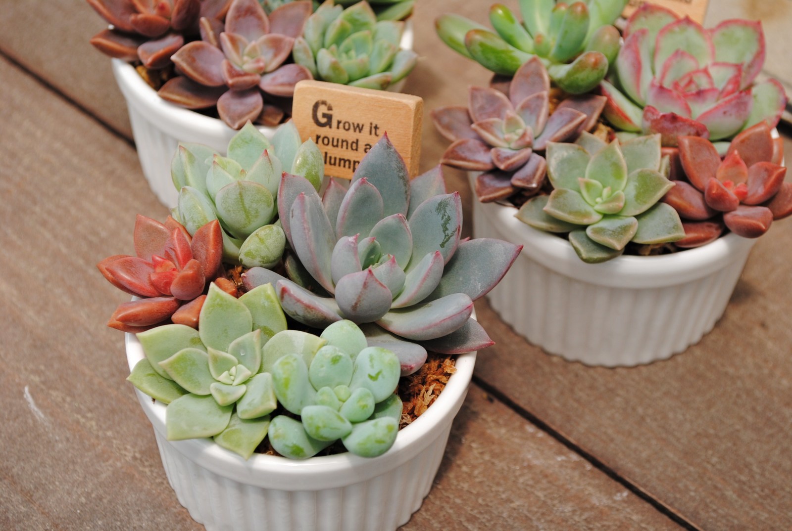 超歓迎 多肉植物 寄せ植え グリーンのカート 植物 観葉植物 Granobrew Com Br