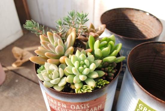 多肉植物寄せ植え絵具缶 Ll Lp Whc 当店一風変った Foxunivers Com