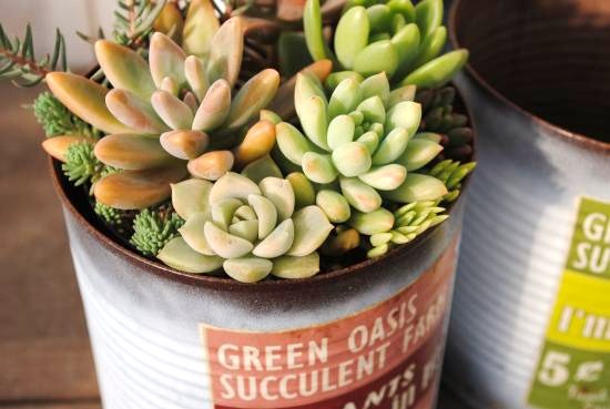 多肉植物寄せ植え絵具缶 Ll Lp Whc 当店一風変った Foxunivers Com