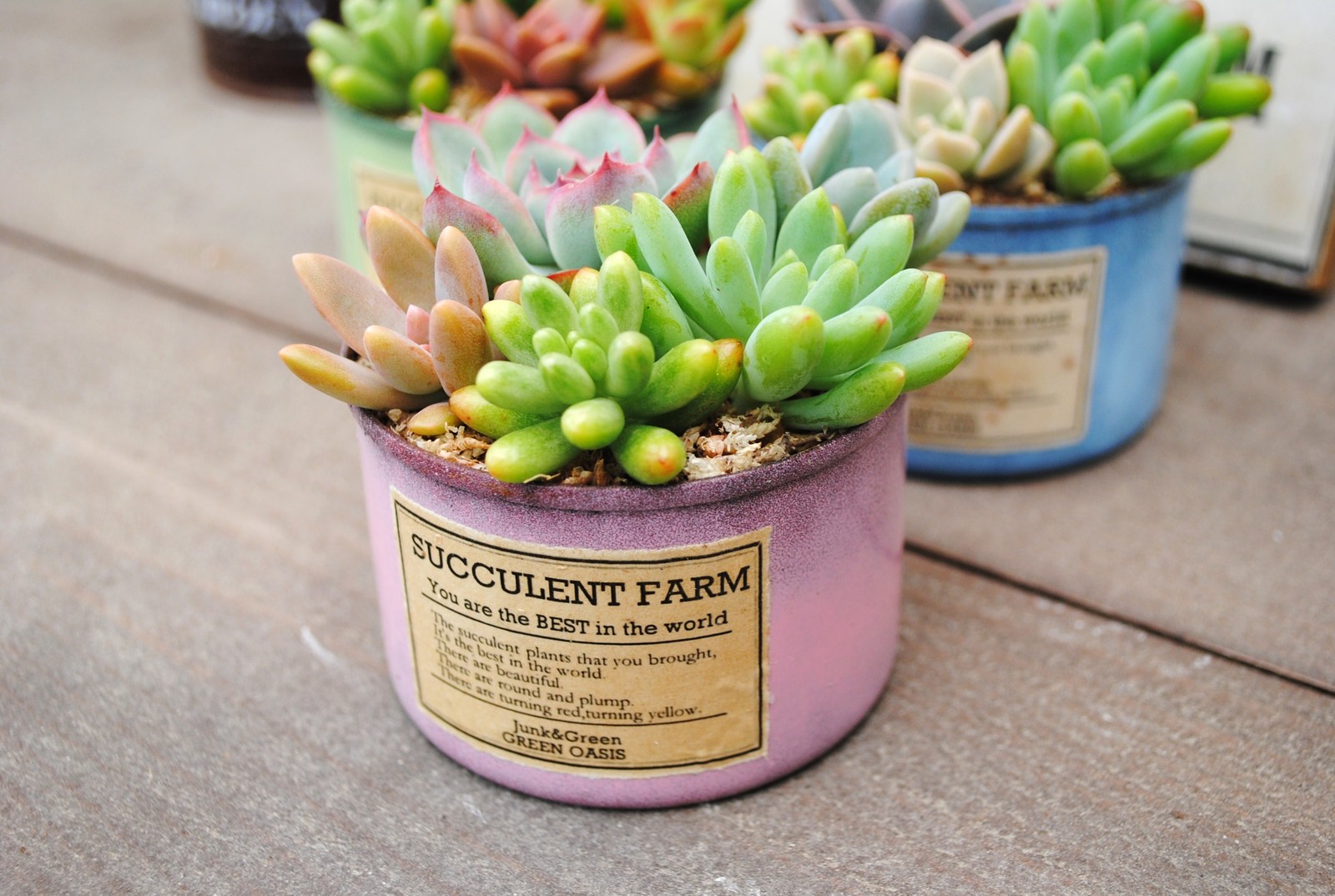 楽天市場】多肉植物寄せ植えペイント缶(S)【LF-PAC】当店