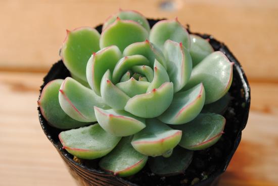 楽天市場】多肉植物 ポット苗 多肉 エケベリア グリーンエメラルド