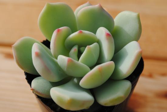 楽天市場】多肉植物 ポット苗 多肉 エケベリア グリーンエメラルド