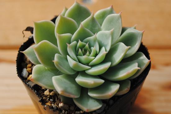 エケベリア 多肉植物 緑色 楽天市場】多肉植物 ポット苗 多肉 エケベリア グリーン