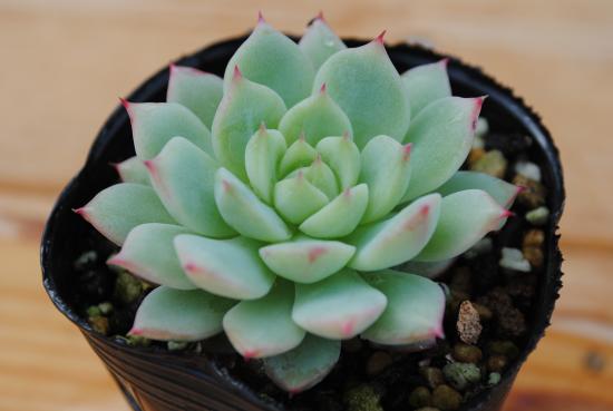 多肉植物　抜き苗　グリーンエメラルド 多肉植物 抜き苗 グリーンエメラルド 多肉植物 抜き苗 グリーンエメラルド