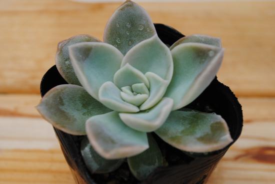 楽天市場】多肉植物 ポット苗 多肉 エケベリア グリーン