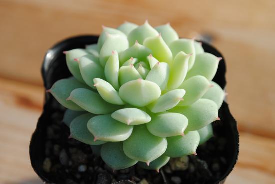 楽天市場】多肉植物 ポット苗 多肉 姫朧月 : GREEN OASIS 楽天市場店