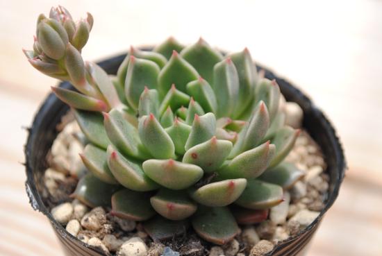 楽天市場】多肉植物 ポット苗 多肉 エケベリア グリーンエメラルド