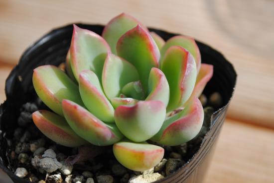 楽天市場】多肉植物 ポット苗 多肉 月下美人 : GREEN OASIS 楽天