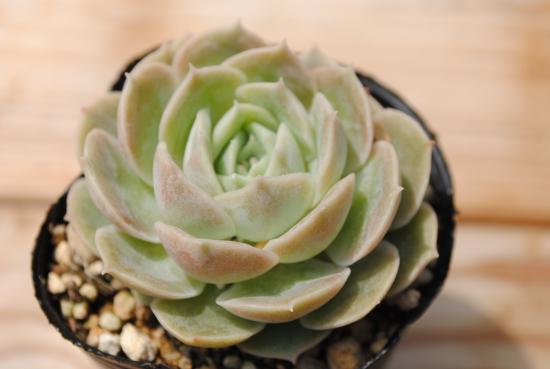 楽天市場】多肉植物 ポット苗 多肉 エケベリア グリーンエメラルド