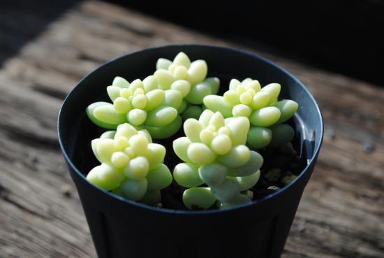 No.380 ❁月下美人❁ 抜き苗 多肉植物 寄せ植え No.380 ❁月下美人❁ 抜き苗 多肉植物 寄せ植え No.380 ❁