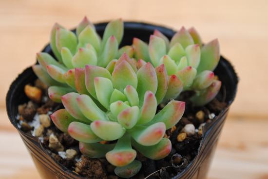 楽天市場】多肉植物 ポット苗 多肉 月下美人 : GREEN OASIS 楽天市場店