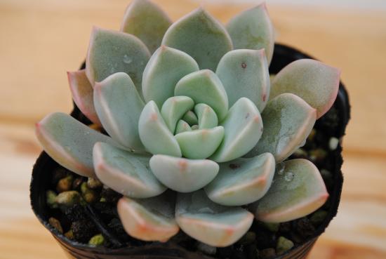 多肉植物　抜き苗　グリーンエメラルド 多肉植物 抜き苗 グリーンエメラルド グリーンエメラルド錦