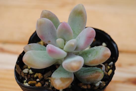 楽天市場】多肉植物 ポット苗 多肉 月下美人 : GREEN OASIS 楽天