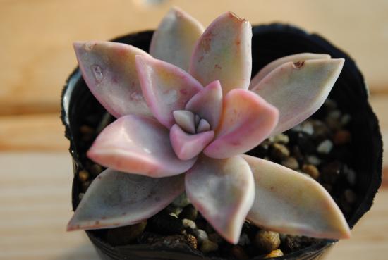 ⭐️朧月 複数株⭐️ 15頭以上 エケベリア 強健多肉 寄せ植え 多頭 朧月,おぼろつき,グラプトペタルム属,グラプトペタルムの朧月