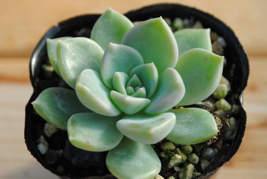 楽天市場】多肉植物 ポット苗 多肉 月下美人 : GREEN OASIS 楽天