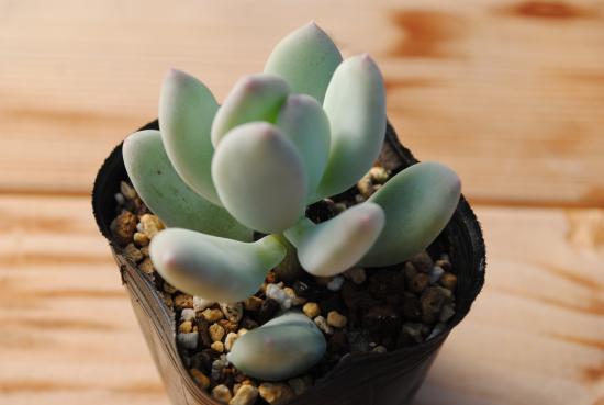 楽天市場】多肉植物 ポット苗 多肉 月下美人 : GREEN OASIS 楽天市場店