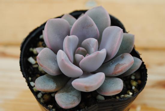 楽天市場】多肉植物 ポット苗 多肉 月下美人 : GREEN OASIS 楽天市場店 楽天市場】多肉植物 ポット苗 多肉 月下美人 : GREEN OASIS 楽天市場店