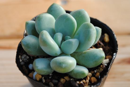 多肉植物　ブルークラウド　 抜き苗　エケベリア 多肉植物 ブルークラウド 特大 抜き苗 - メルカリ