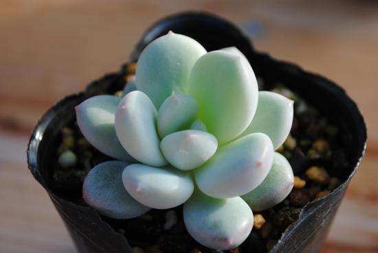 多肉植物ポット苗 ルズビー Hotjobsafrica Org