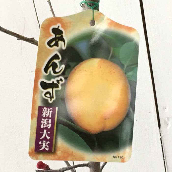 楽天市場】杏子信州大実苗 アンズ あんず信州大実苗 【アンズ苗木