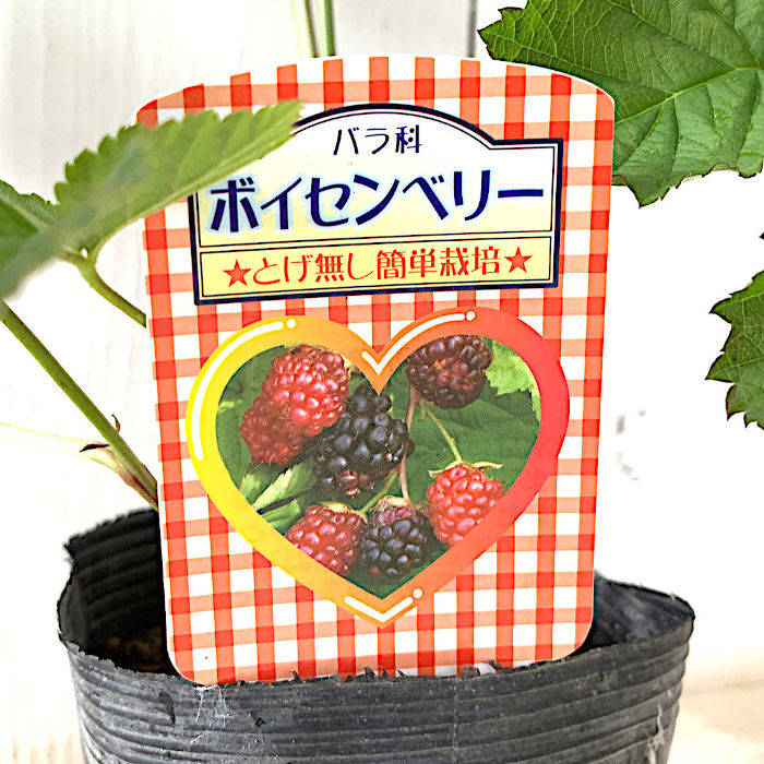 楽天市場 ラズベリー 苗木 ボイセンベリー 10 5cmポット苗 2年生苗 ラズベリー 苗 Gv 苗通販店 ぐりーんべりぃ