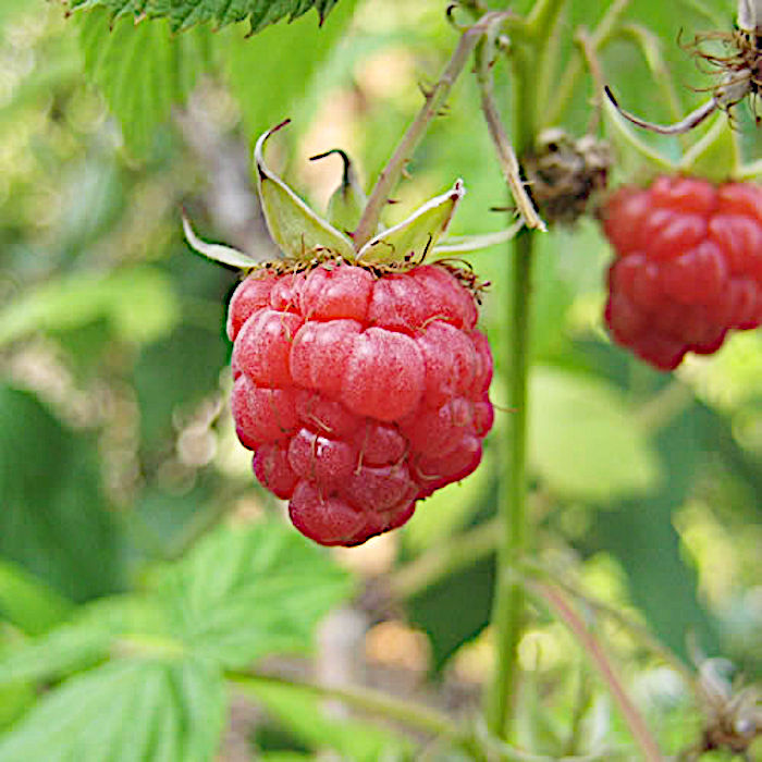 楽天市場 ラズベリー 苗木 インディアンサマー 10 5cmポット苗 2年生苗 ラズベリー 苗 Gv 苗通販店 ぐりーんべりぃ