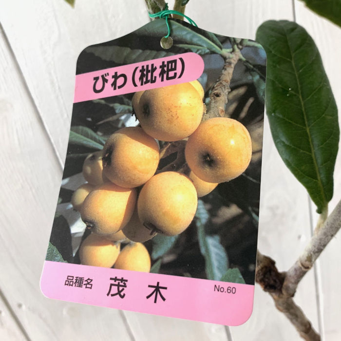 ビワ 苗木 なつたより (PVP) 12cmポット苗 びわ 苗 枇杷 登録品種 楽天