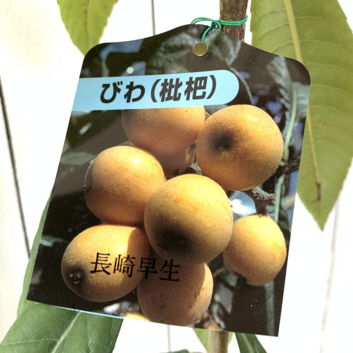 楽天市場】ビワの木（枇杷の木/びわの木）クイーン長崎 苗木 1.9m
