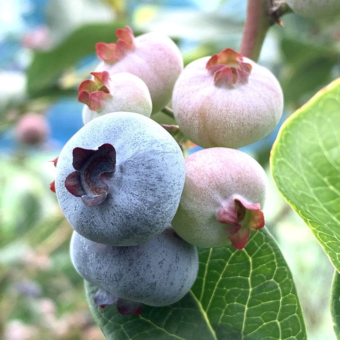 楽天市場】ブルーベリー チャンドラー 大実 苗木 5号【ノーザンハイ