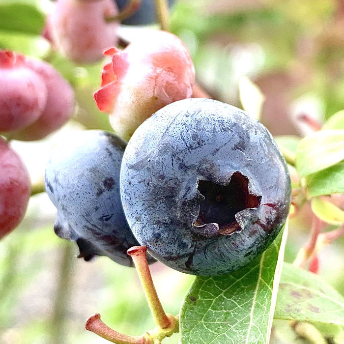 mamipon様ご購入大玉グスベリー苗 mamipon様ご購入大玉グスベリー苗 mamipon様ご購入大玉グスベリー苗 国