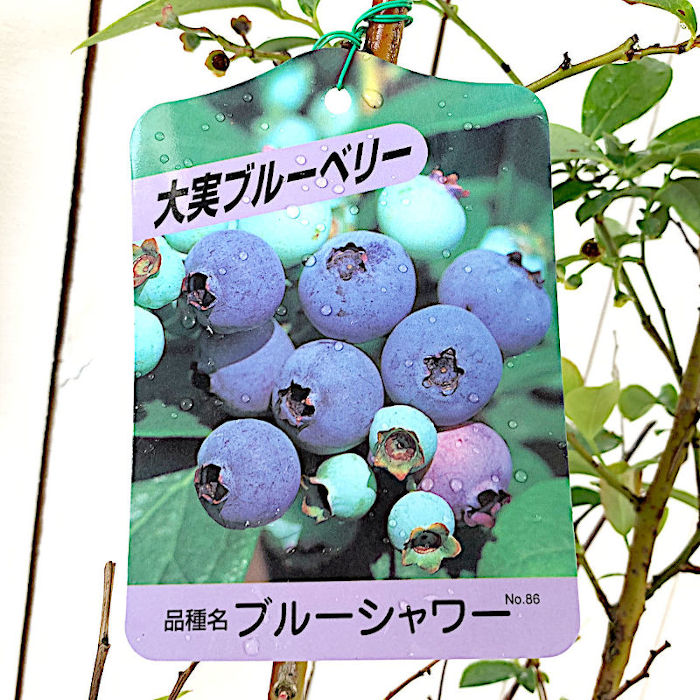 楽天市場 ブルーベリー 苗木 ブルーシャワー 13 5cmポット苗 3年生苗 ラビットアイ系 ブルーベリー 苗 Gv 苗通販店 ぐりーんべりぃ