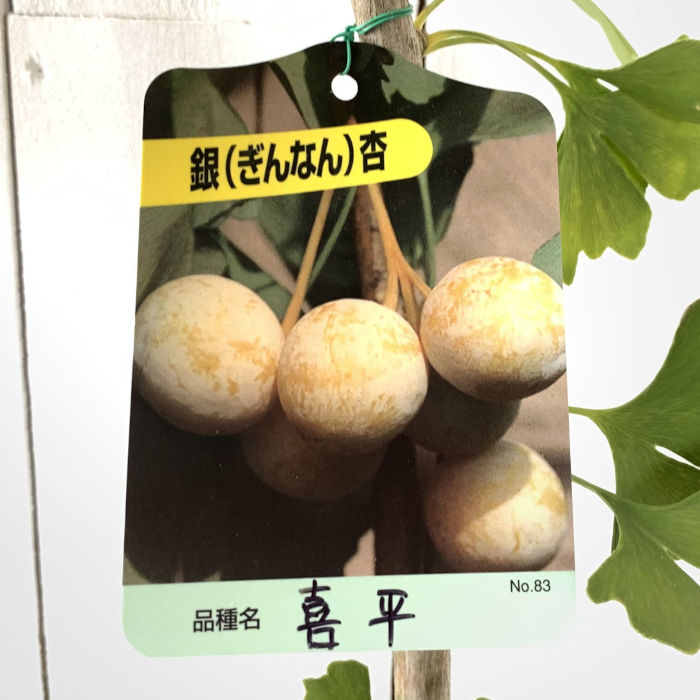楽天市場】銀杏 ギンナン 苗木 4.5号 藤九郎 大実 豊産性 イチョウ 雌