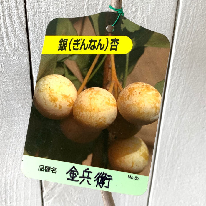 楽天市場】銀杏 ギンナン 苗木 4.5号 藤九郎 大実 豊産性 イチョウ 雌