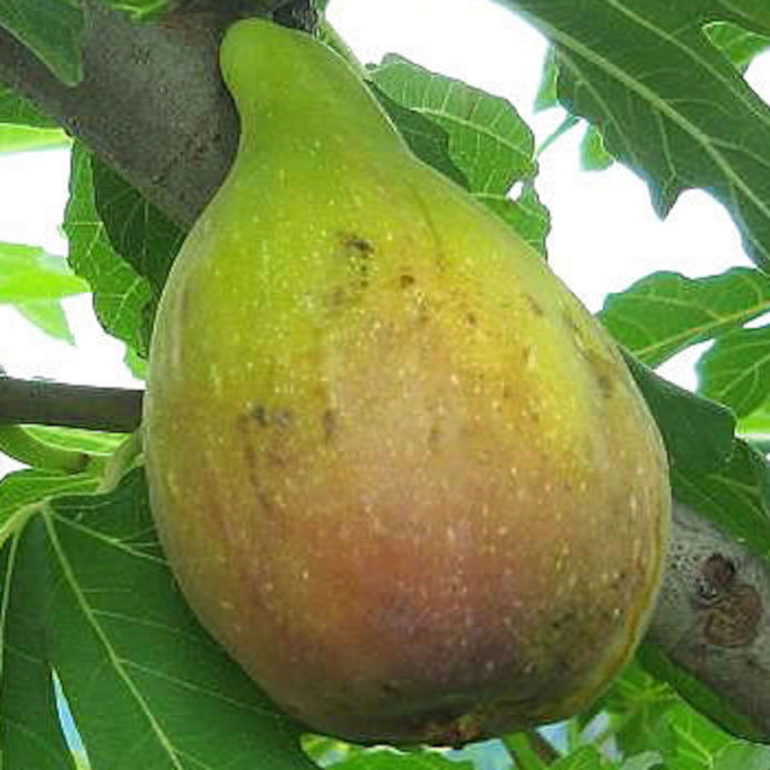 いちじく 楽天市場】いちじく 苗 パスティー 12cmポット イチジク 無花果 一熟