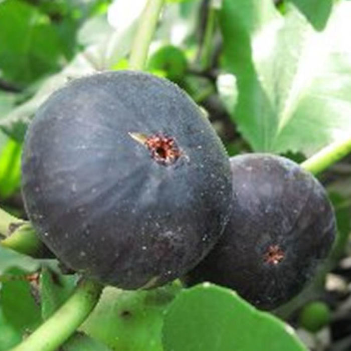 楽天市場】いちじく 苗 ロングドゥート 13.5cmポット 送料無料