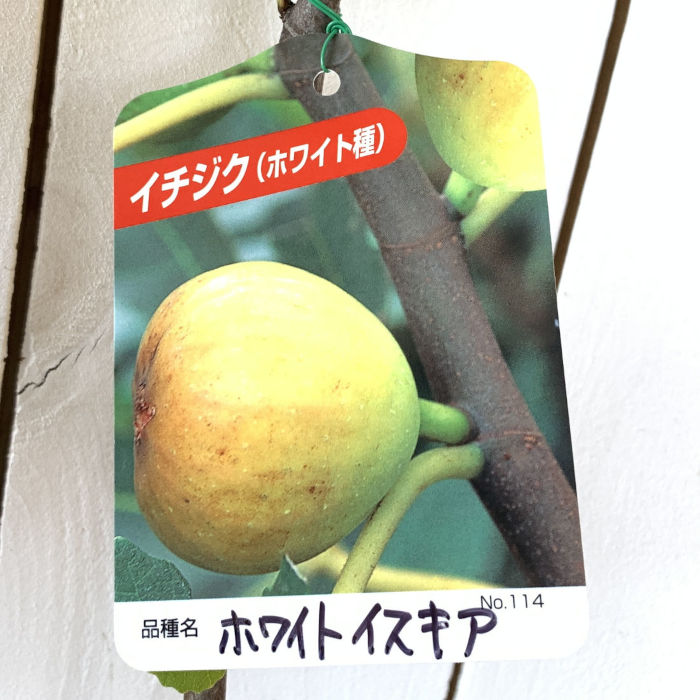 楽天市場】イチジク苗 ホワイト種 5号 苗木(J9) : 千草園芸