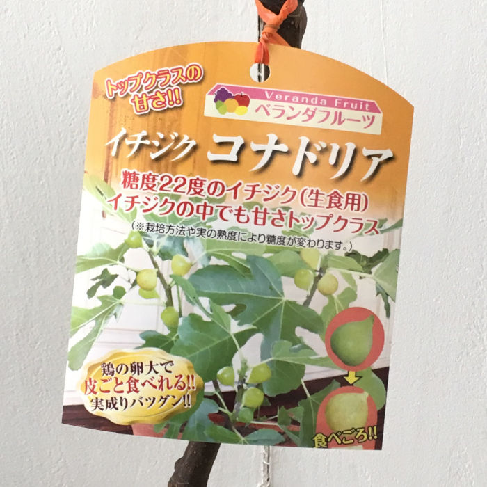 楽天市場】いちじく 苗 ロンド—ボーデックス 13.5cmポット 送料無料