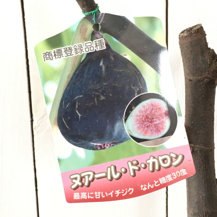 いちじく 楽天市場】いちじく 苗 ホワイトゼノア 12cmポット イチジク