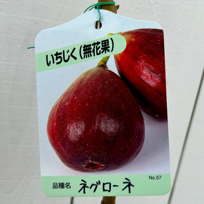 【専用】苗 イチジク 楽天市場】いちじく 苗木 シュガーイチジク《果樹苗》無花果
