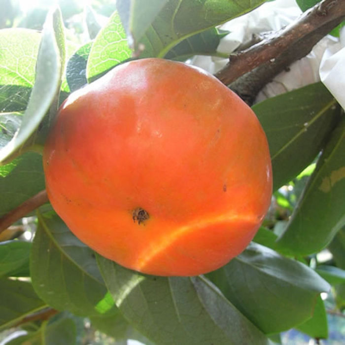 高級、甘柿の苗木＋食べ頃甘柿１０個＋季節の種セット＋選べる粗品＋匿名送料無料です Amazon.co.jp: ITANSE 柿の苗木 ジャンボ甘柿 太秋(たいしゅう