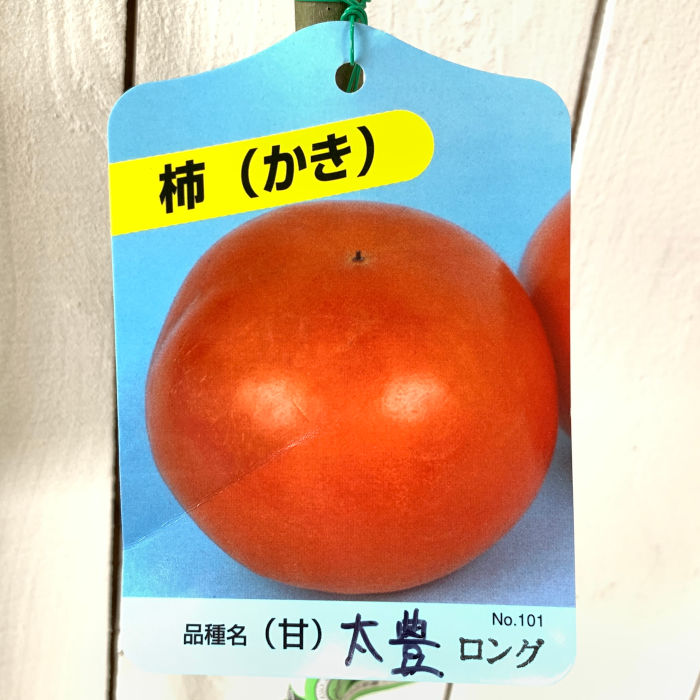 楽天市場】甘柿 苗木 元山 12cmロングポット苗 がんざん カキ 苗 かき : 苗通販店：ぐりーんべりぃ